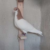 فروش کفتر شهری ماده یال زرد