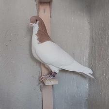 فروش کفتر شهری ماده یال زرد