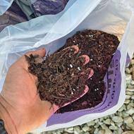 خاک برگ خاک گلدان