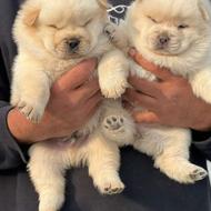 واگذاری سگ گلدن.ساموئید.چاوچاو اصیل