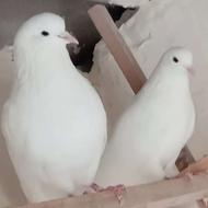 کبوتر سفید چشم سیاه