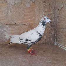 کبوتر المانی قهره مینا سیاه سار هفرنگ