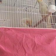 عروس هلندی لوتینو