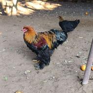 فروش خروس نژاد برهما