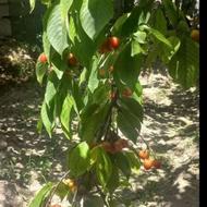 باغچه دارای آب فراوان