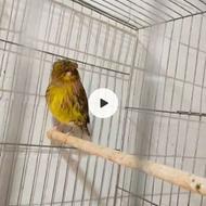 قناری گلاستر