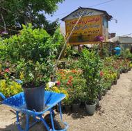 نهالستان درخت فروشی بوته