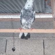 کبوترسوسکی