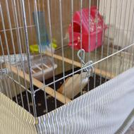 یک جفت فنچ تخم گذار با قفس و لوازم