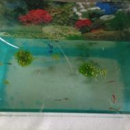 آکواریوم کامل