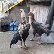 مرغ و خروس لاری جوان