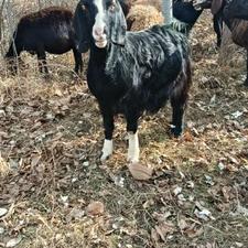 بز ماده چهار شکم دوقلو زا سال دوقلو میزاد