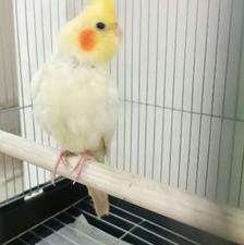 عروس هلندی نر لوتینو 5ماهه