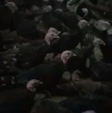 بوقلمون ماده بسیار سرحال