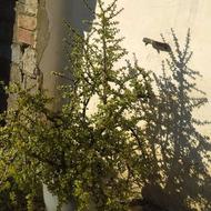 گل خرفه به استلاح میگویند گل شانس