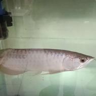 ماهی آروانا