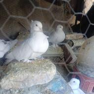 مایه سفید سینه فر همه چی میزون درجه فروشی