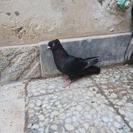 کبوتر آرشینگل واکسی ماده زینتی نقشی