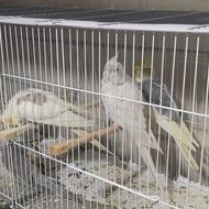 عروس هلندی طبیعت تکثیر پرورش خانگی درشهرری نر.ماده.جوجه