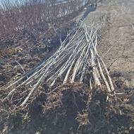 کبوده و صنوبر بزرگ و بید مجنون