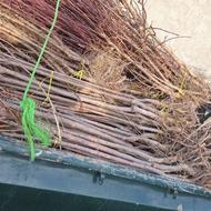 نهال و درخت مقاوم به آب و خاک بد شور و کم آب ریشه ایی