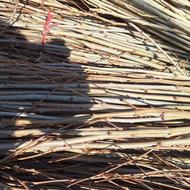 قلمه چنار سفید اصفهان