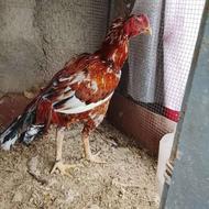 خروس لاری دوعدد