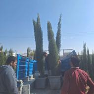 سرو ناز سرو شیراز