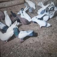 کبوتر رنگی اصل