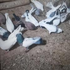 کبوتر رنگی اصل