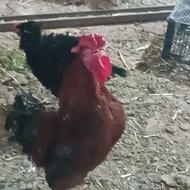 خروس چهل تاج اصل