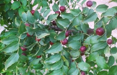 چهاردیواری مجوز دار معاوضه با موتور و ماشین