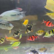 اکواریوم لوازم جانبی و ماهی با قیمت مناسب