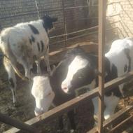 گوساله داشتی