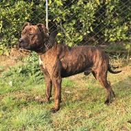 واگذاری سگ پیت بول نر