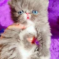 پرشین های اگزوتیک