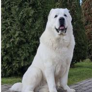 سگ آلابای درجه یک واگذاری