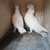 کبوتر نقشی راعبی زینتی تزئینی کاکل پاپر