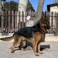 سگ ژرمن شپرد واگذاری