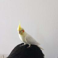 لوتینو عروس هلندی نر و ماده قفس گرد پایه دار و لوازم ..