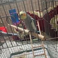 عروس هلندی نر