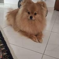 پامر خرسی اصیل واگذار