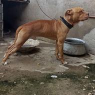 پیتبول تریراصیل واگذاری