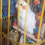 عروس هلندی نر 5ماه با قفس