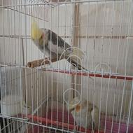 عروس هلندی نروماده با قفس و لوازم