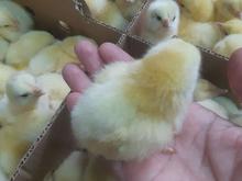 جوجه گوشتی راس وجوجه محلی درجه یک در شیپور