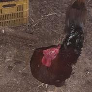 چهل تاج ده ماهه