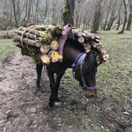 معاوضه اسب با گاو و گوسفند