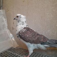 کبوتر پرشی بشرط