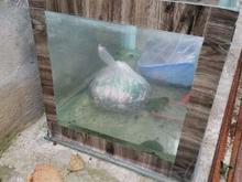 آکواریوم .. در شیپور